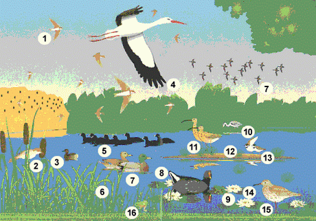 fauna da lagoa de antela
