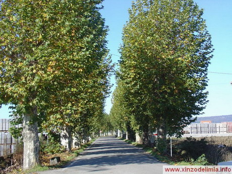 xinzo de limia